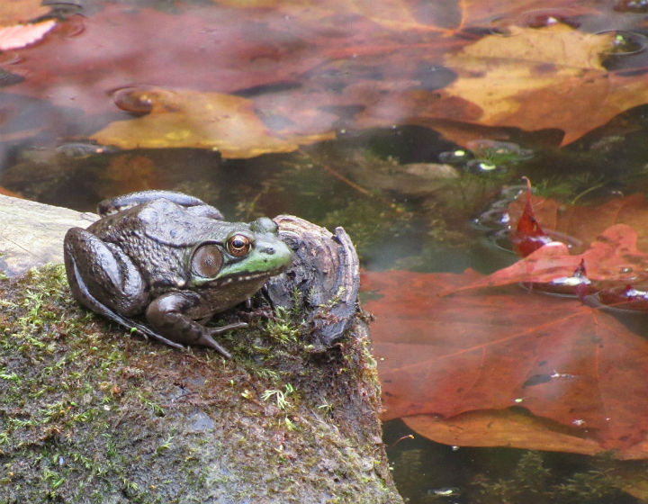 Green Frog